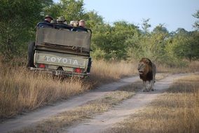 tourists in car looking at lion walking on road, africa