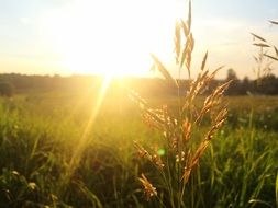 grass plant in the sunset backlight