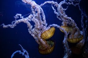 jellyfish in the underwater world of the ocean