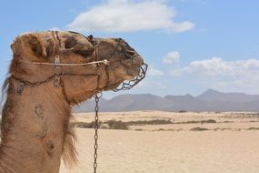 camel desert animal summer holiday