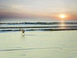 Seagull on the shallows