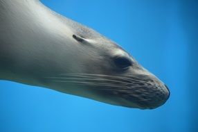 seal swiming in water