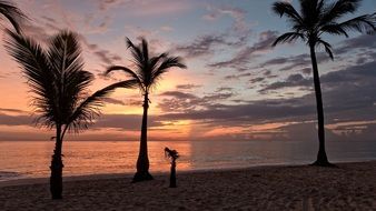 Beautiful palm trees on the Punta Cana&#039;s beach