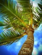 delightful palm caribbean