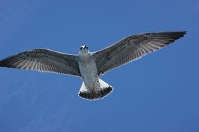 seagull flies under clear sky