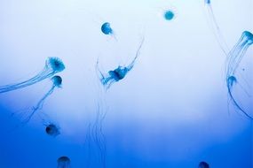 jellyfish underwater