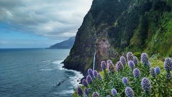coastal flowers