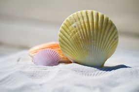 shells on white sand