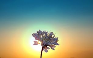 flower sunset