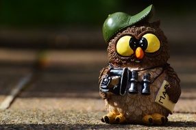 funny owl tourist