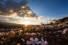 blossoming meadow