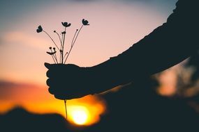silhouette of hands with flowers at sunset