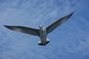 seagull water above ocean in the sky