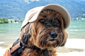 portrait of a tibetan terrier among nature