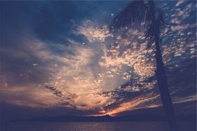 landscape of palm tree on the background of a colorful fabulous sunset