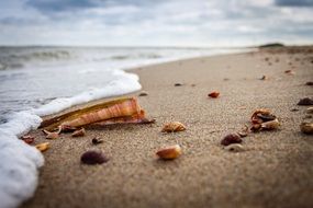 Seashells on the sand beach