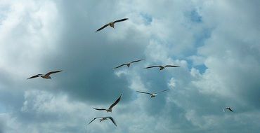 seagulls fly under white clouds