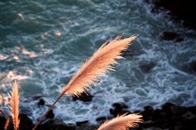 swaying reed on the shorebreak