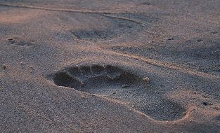 clear-cut footprint in the sand