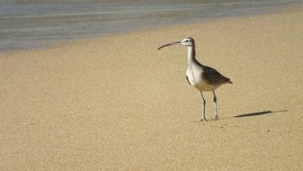 Hudsonian on the beach, chile