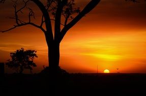 trees against a bright sunset in Serengeti