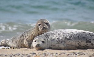 having a rest seals