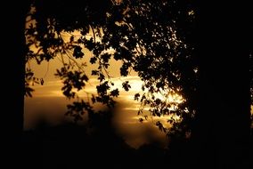 silhouettes of deciduous trees at sunset