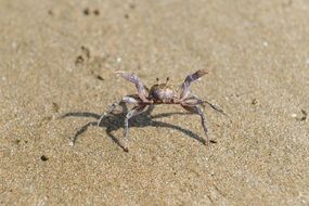 crab walking on sand