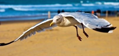 seagull flying above the beach