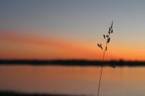 silhouette of a blade of grass at sunset on a blurred background