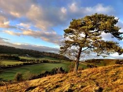 country landscape of clouds and pine tree