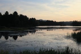 sunset in the forest