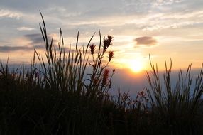 scenery of grass and flowers and sunset sky
