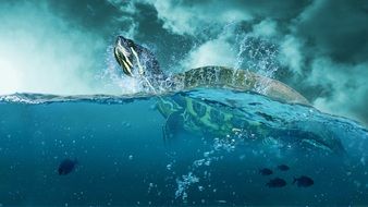 Turtle in turquoise ocean water