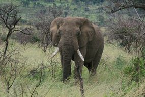 african elephant in the mountainsPilanesberg