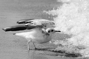 Baltic seagull by the water