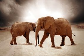 elephants walking in the desert