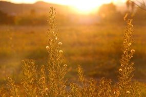 rays of sunshine in the plants