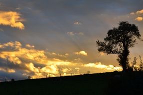 silhouettes of trees and bright clouds at sunset