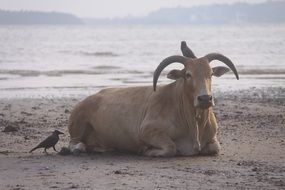 cow rests on the beach in india