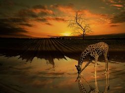 giraffe water tree