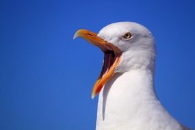 portrait of seagull blue sky holiday bird bill