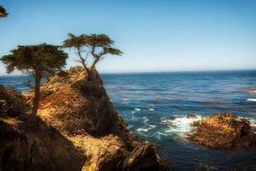 charmingly beautiful cypress tree by ocean