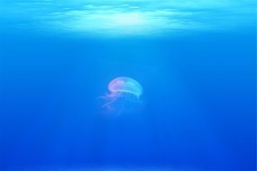 transparent jellyfish under blue water