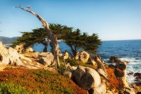 cypress tree on the sea shore