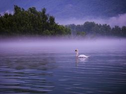 swan on the foggy lake