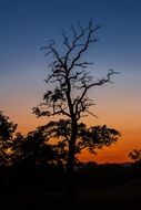 Tree in the evening sunset