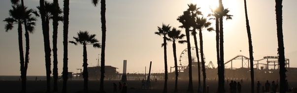 beach with palm trees in santa monica