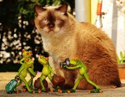 british shorthair cat and frogs