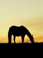 horse silhouette at sunset sky